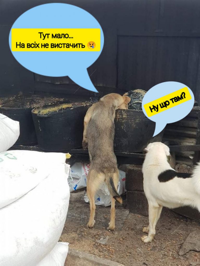 Усіх небайдужих просять допомогти із кормом для собак франківського "Дому Сірка"