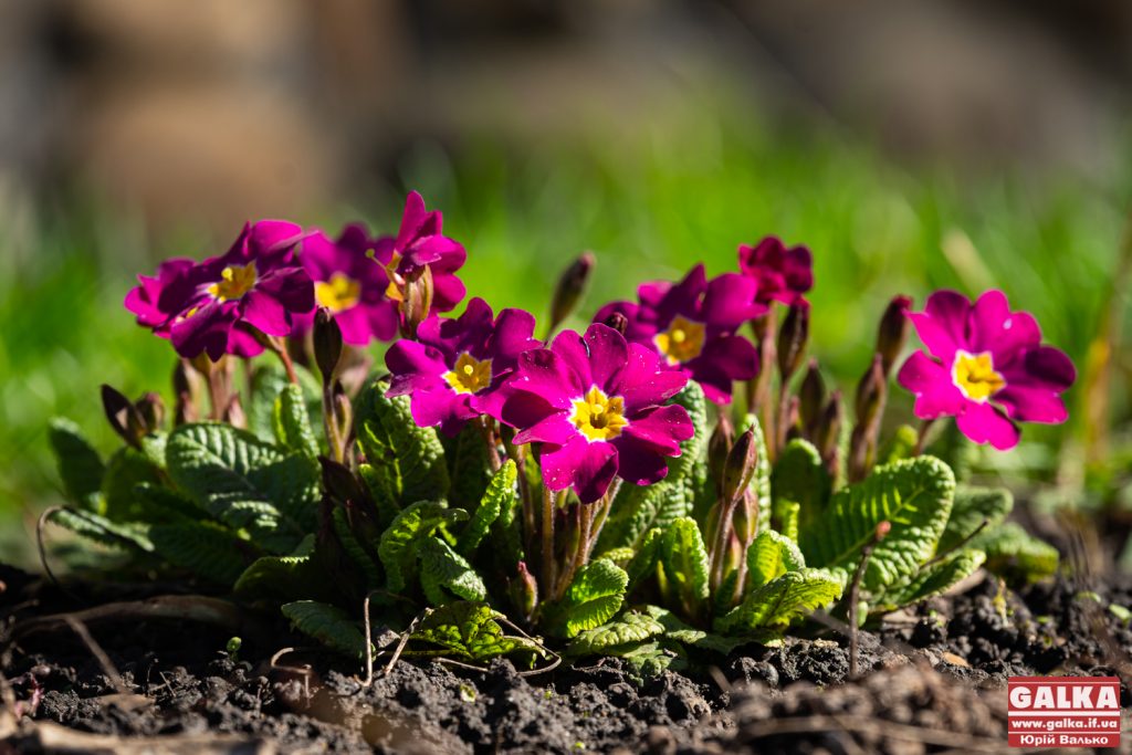 З першими сонячними днями у Івано-Франківську порозпускалися первоцвіти