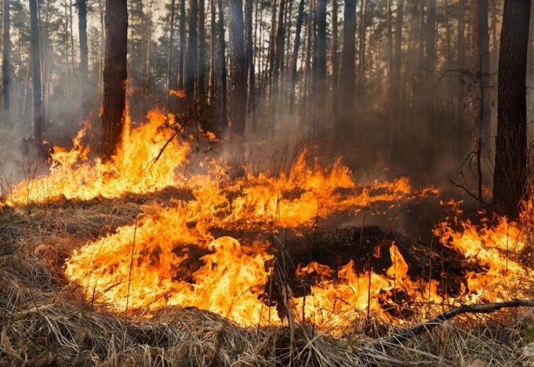 Прикарпатські "ґазди" і надалі влаштовують масштабні підпали сухостою – за минулу добу більше двох десятків пожеж