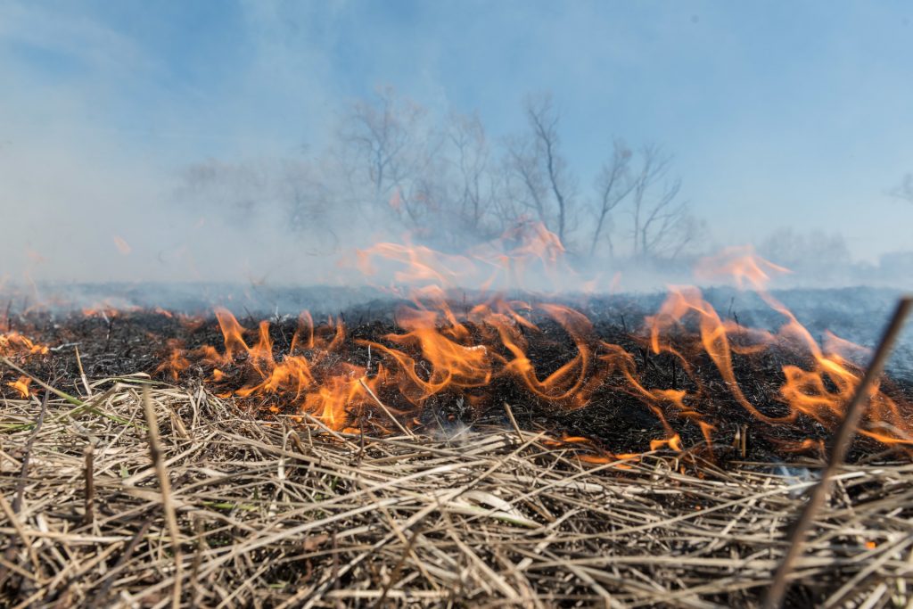 Підпалювачі трави не святкують - за добу на Прикарпатті зафіксовано десяток займань в природних екосистемах