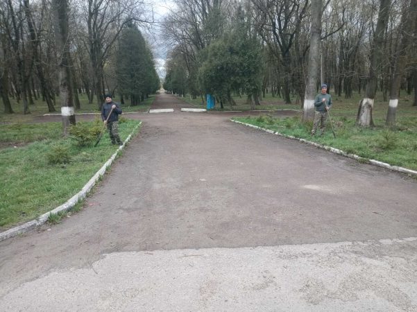 В Рогатинському районі лісники оновили ялинову алею