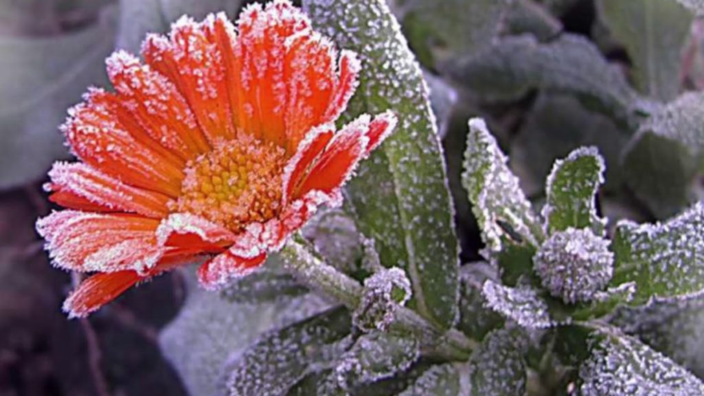Цими вихідними на Прикарпатті очікуються сильні заморозки до -5 градусів