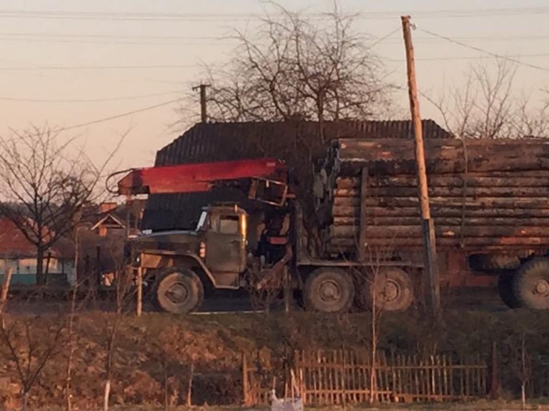 Попри карантин, на Прикарпатті продовжують нещадно вирубувати карпатські ліси