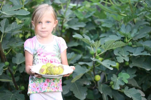 Житель Франківщини вирощує 20 сортів фіги і "картопляне дерево": фото