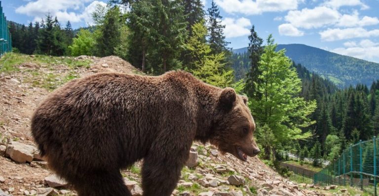 Як під час карантину живуть в реабілітаційному центрі карпатські ведмеді