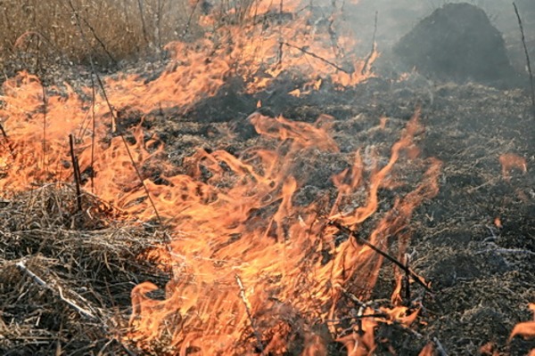 Прикарпатські ґазди-рагулі і надалі влаштовують масштабні підпали сухої трави