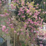 Сакури та магнолії: Коломию вкрило весняним цвітом