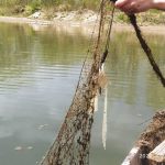 Рибпатруль знову виявив браконьєрські знаряддя у Дністрі: фото