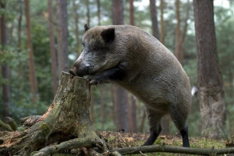 На Прикарпатті невідома пошесть косить диких кабанів