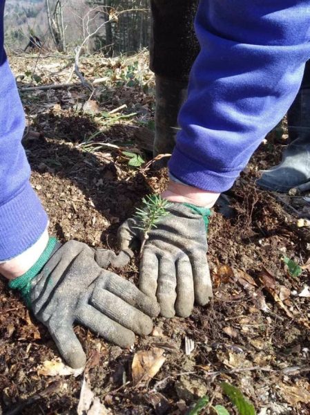 На Прикарпатті продовжують висіювати молоді ліси: фото