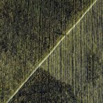 Як виглядають прикарпатські поля із висоти пташиного польоту: фоторепортаж