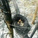 Через підпал сухої трави, прикарпатські лісівники повідомляють про загибель диких тварин та птахів, а також знищення популярних грибних місць