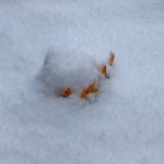 Сніг посеред весни: добірка фото із засніжених Карпат