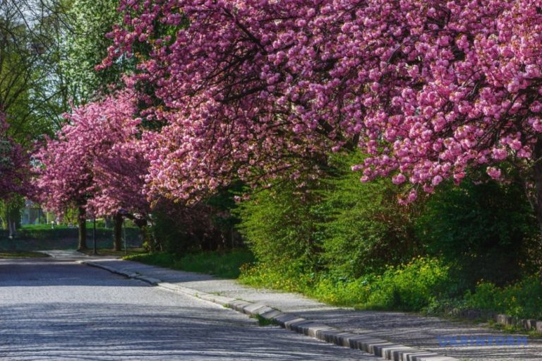 В сусідньому Ужгороді зацвіли сакури