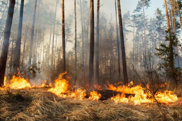 Невідомі вандали вчинили пожежу в Карпатському національному парку на одному із схилів Чорногірського хребта