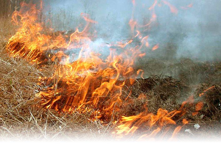 За минулу добу на Прикарпатті зафіксовано десяток зумисних підпалів в екосистемах
