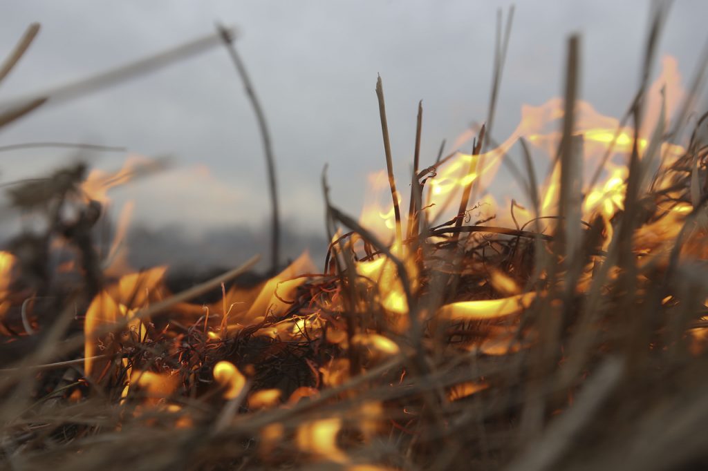 Пожежі в природних екосистемах завдали шкоди Прикарпаттю на декілька десятків мільйонів гривень