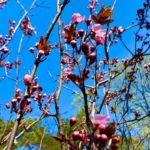 У міському парку Франківська розцвіли дерева і квіти: фоторепортаж