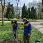 У міському парку Франківська висаджують молоді дерева: фотофакт