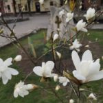 В Івано-Франківськ прийшла справжня весна: красиві фото