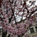 В Івано-Франківськ прийшла справжня весна: красиві фото