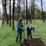 У міському парку Франківська висаджують молоді дерева: фотофакт