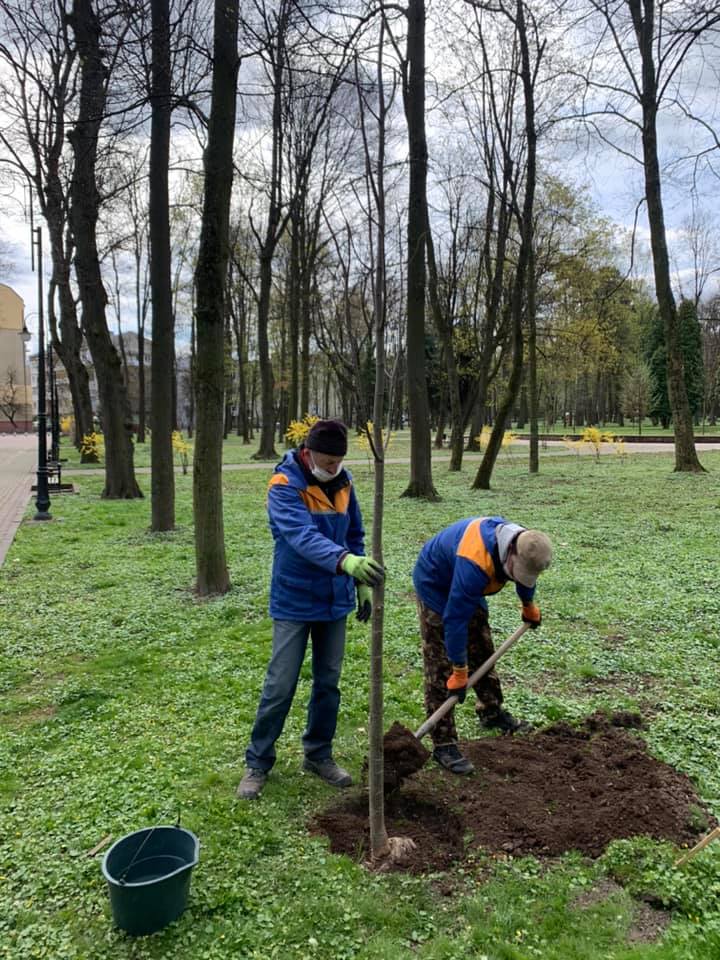 У міському парку Франківська висаджують молоді дерева: фотофакт