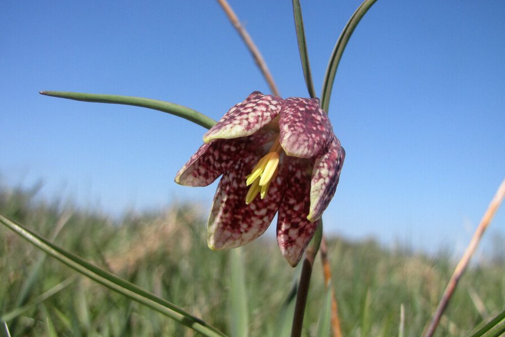 На Калущині росте червонокнижний “дикий тюльпан”