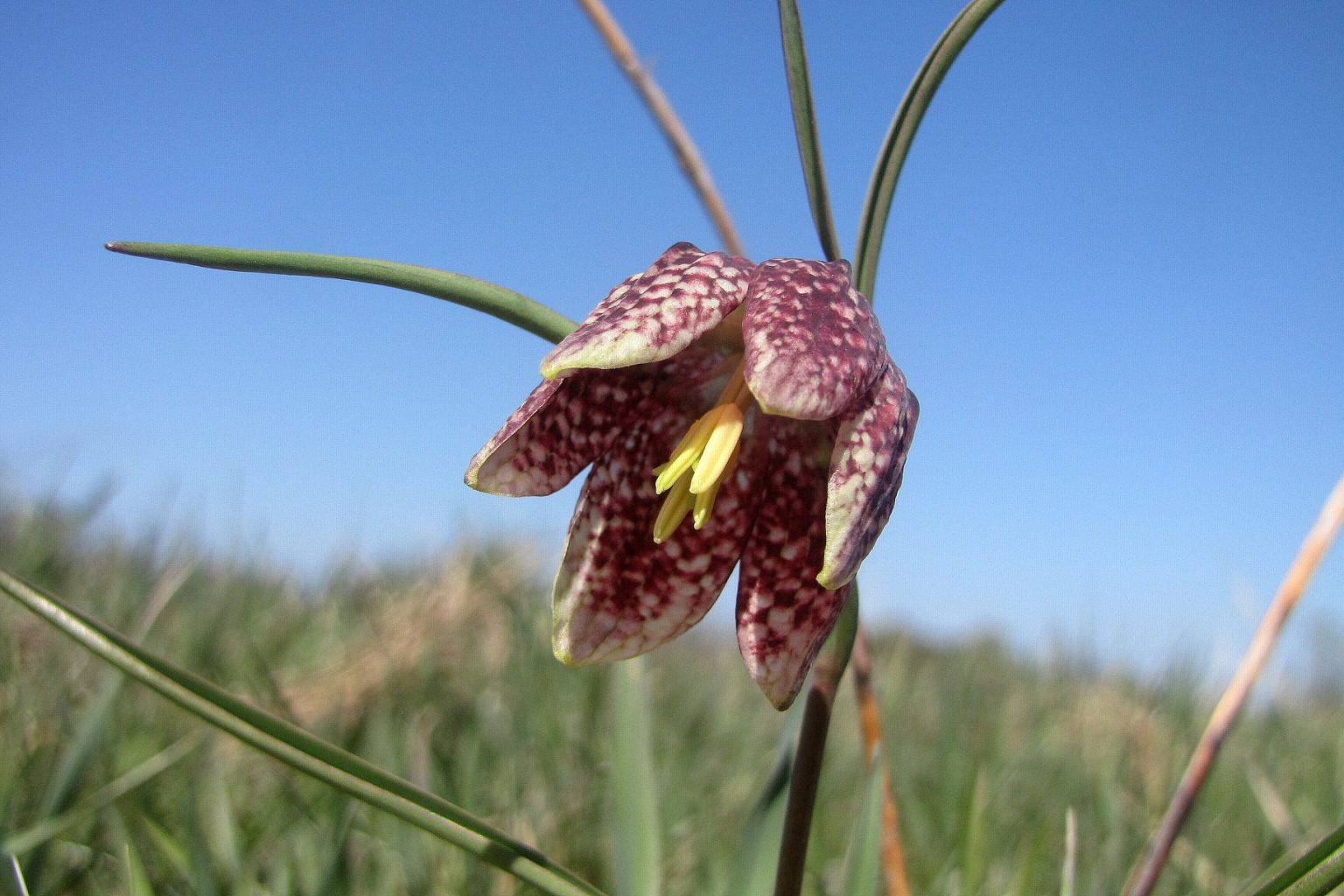 На Калущині росте червонокнижний “дикий тюльпан”