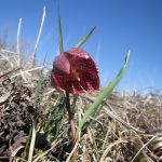 На Калущині росте червонокнижний “дикий тюльпан”