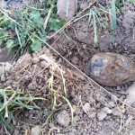 У Хриплині неподалік сільської ради знайшли гранату: фото