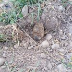 У Хриплині неподалік сільської ради знайшли гранату: фото