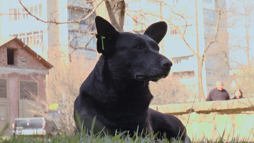 Від початку карантину в Франківську зросла кількість безпритульних тварин: відео