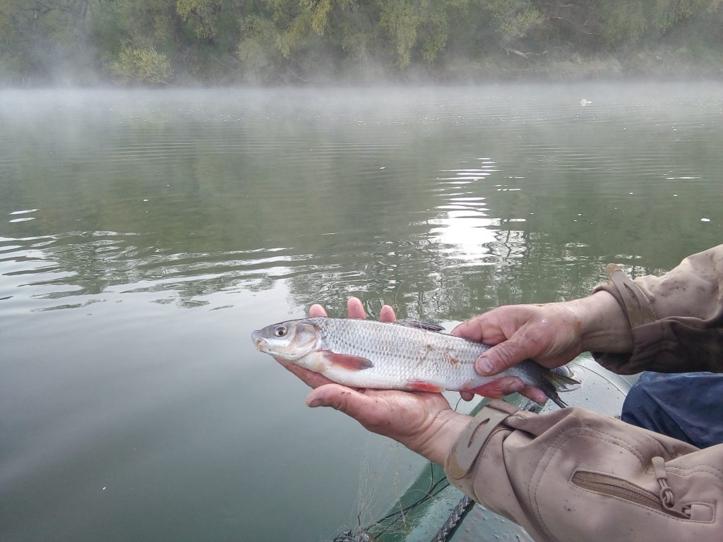 Рибпатруль вилучив на Дністрі 150 метрів браконьєрських сіток: фото та відео