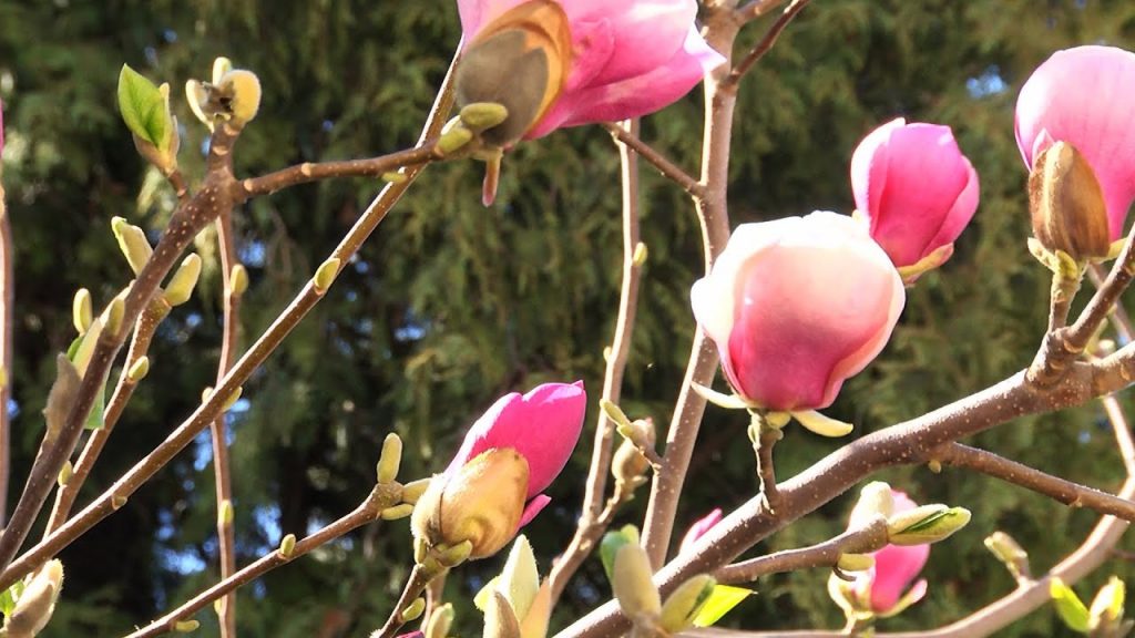 Квітуча весна в розпалі: Коломиї зацвіла магнолія