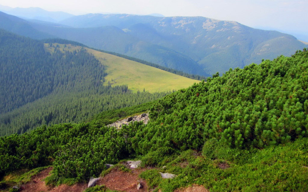 Цьогоріч у Карпатах висадили понад 2 мільйони дерев