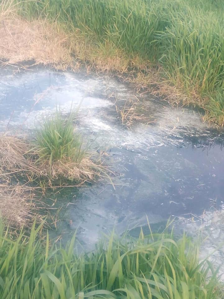 На Рогатинщині стічні води з каналізаційних мереж забруднюють сінокоси