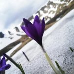 Схили Карпат рясно вкрили весняні крокуси: фоторепортаж