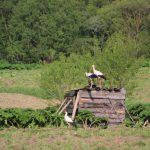 Сотні лелек облюбували поле на Рожнятівщині: фотофакт