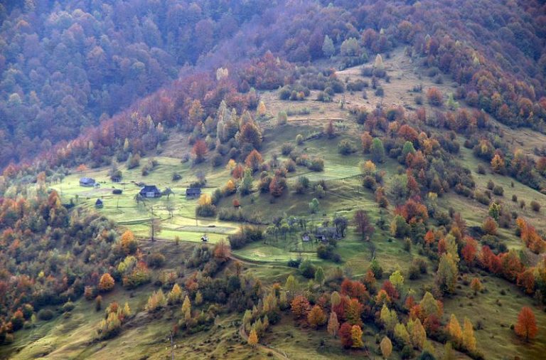 У гірських районах Карпат уже висадили 3,5 мільйона дерев