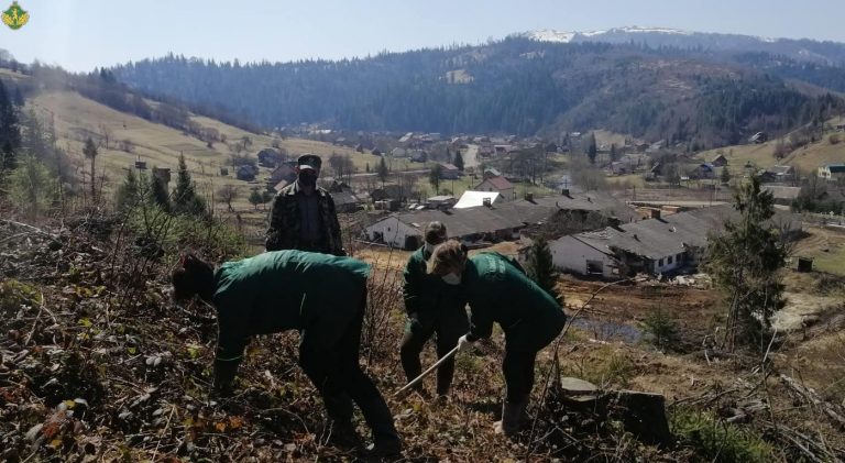 В Карпатах відновлюють високогірні ліси - вже висаджено понад 3 мільйони дерев