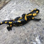В Карпатах прокинулись саламандри: фото