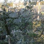 Сильні заморозки цієї ночі пошкодили сади та городину мешканців Франківщини: фото