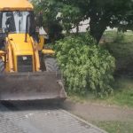 Мешканці вулиці Мазепи обурені спробою зрізати дерева у їхньому дворі: фоторепортаж