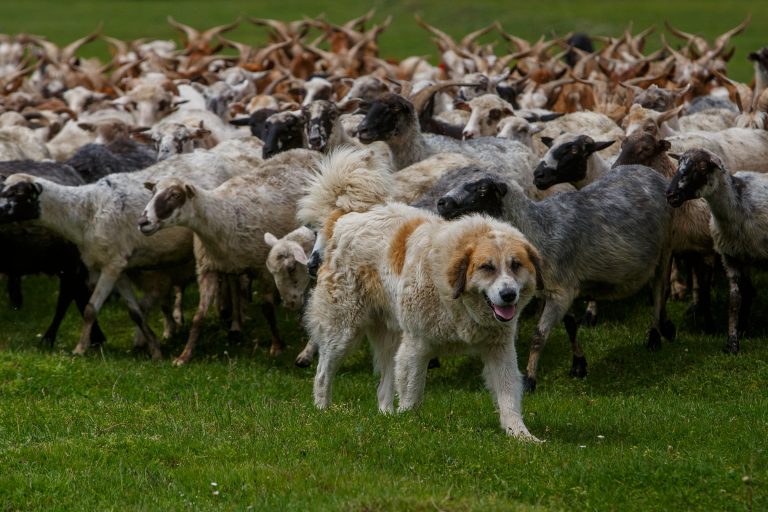 Прикарпатські лісники намагаються відновити вівчарство у високогір'ї Карпат