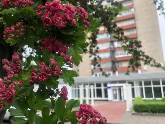 В Калуші зацвіла алея райських дерев