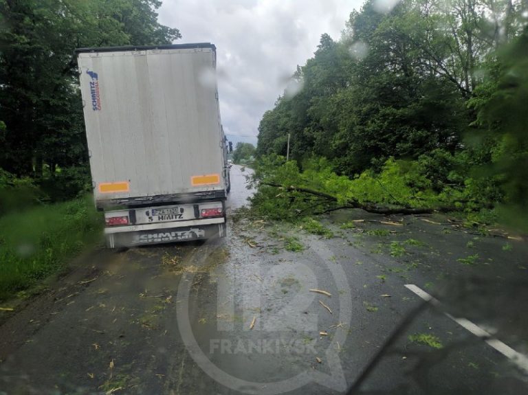 Повалене дерево ускладнило сполучення між Калушем та Івано-Франківськом