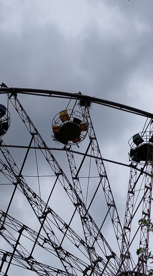 На верхівці оглядового колеса у міському парку Франківська птахи звили гніздо: фотофакт