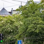 Франківський фотограф поділився фотографіми квітучих дерев: фото