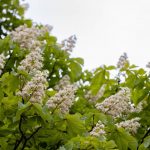 Франківський фотограф поділився фотографіми квітучих дерев: фото